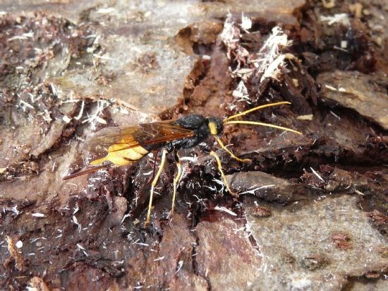 Wood wasp
